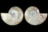 Sliced Ammonite Fossil - Agatized #114868-1